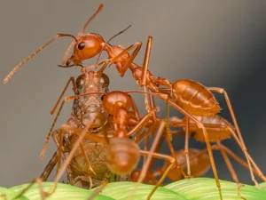 fourmis