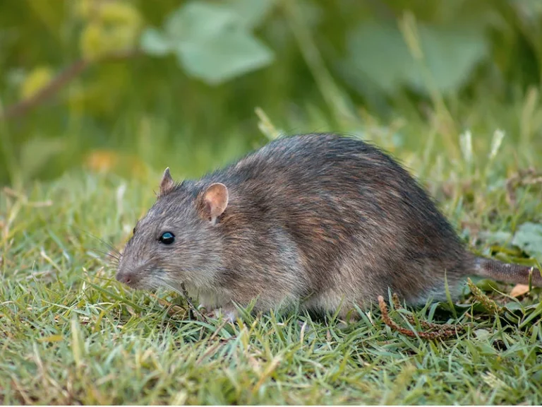 Rat noir