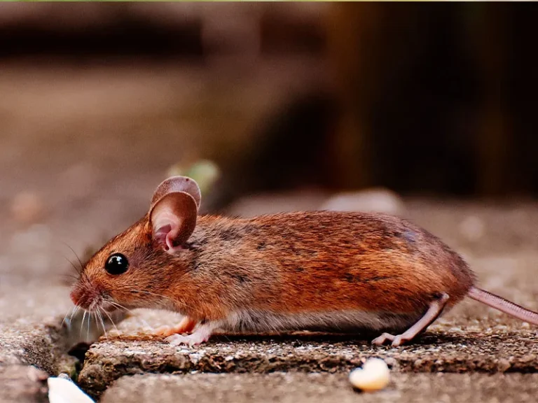 Souris