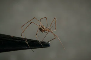 araignée