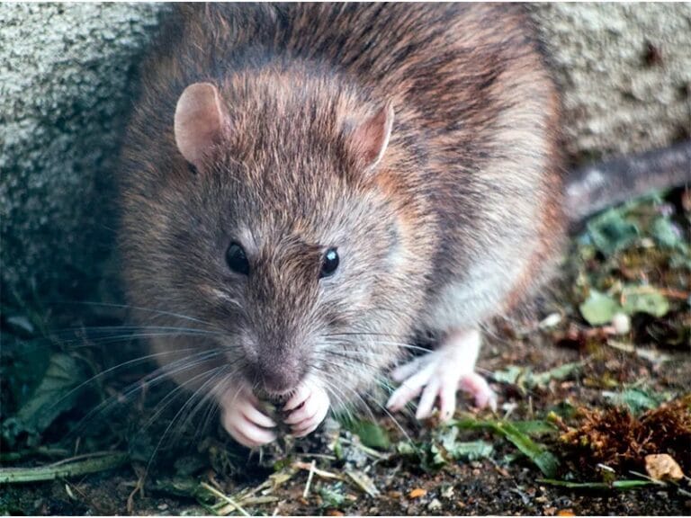 Rats