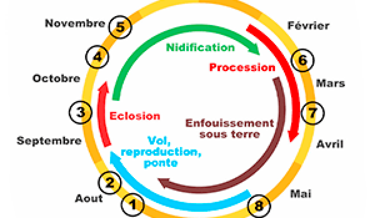 cycle de la chenille processionaire