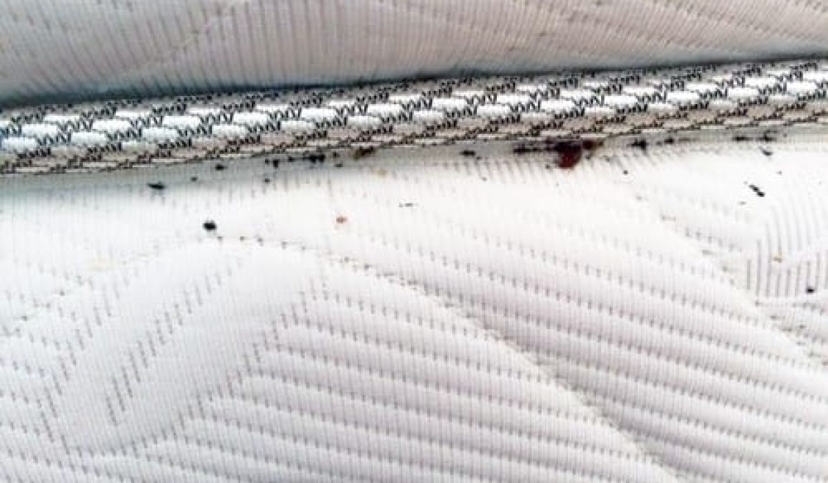matelat avec punaises de lit